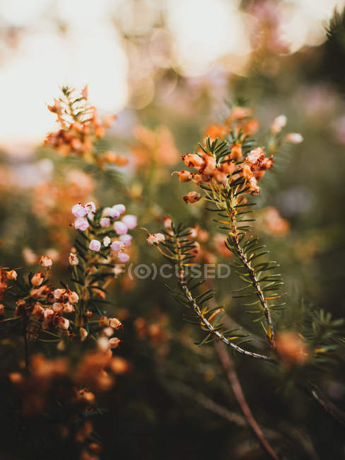 Close-up of blooming small plants on blurred background — Stock Photo
