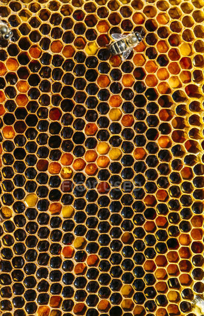 Close-up de abelha ocupada trabalhando em favo de mel — Fotografia de Stock