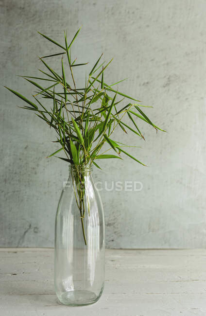 Leaf of tropical plant inside in a bottle.Green, wild, background — Stock Photo