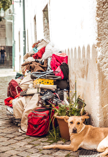 Купа старовинних мотлохів і пес - пес лежали на старовинній вулиці міста Сінтра (Лісабон, Португалія). — стокове фото