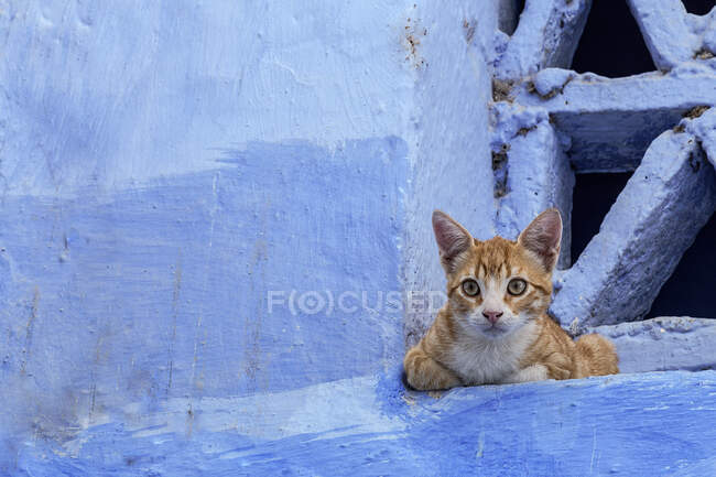 Кішка лежить на вулиці Шоуен, синьому місті Марокко. — стокове фото