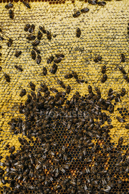 Nahaufnahme eines Bienenschwarms bei der Arbeit an der Wabe — Stockfoto