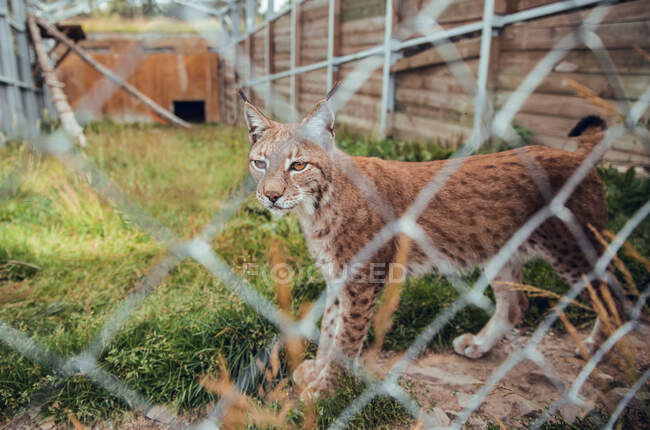 Mignon lynx brun pointillé debout à la grille et regardant loin dans la réserve naturelle — Photo de stock