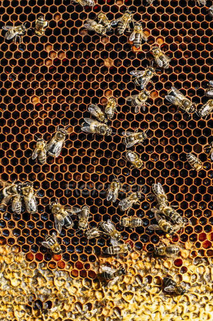 Крупним планом рій медоносних бджіл, що працює на медоносних — стокове фото