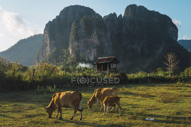 Vacas pastando no prado perto de cabana de madeira com falésias no fundo — Fotografia de Stock