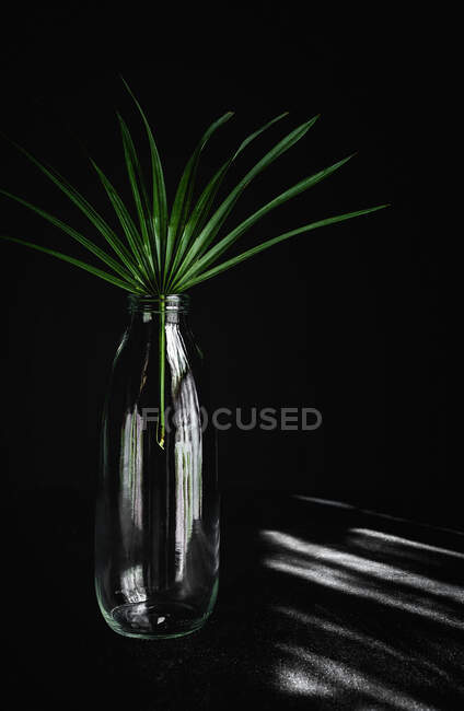 Leaf of tropical plant inside in a bottle.Green, wild, background.Table and black background — Stock Photo