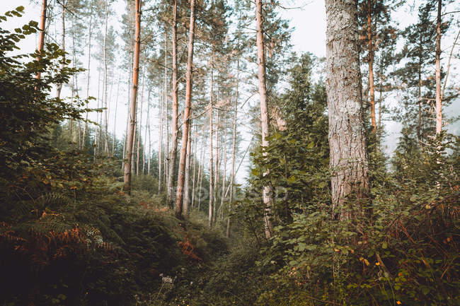 Спокійний зелений мальовничий ліс у денному світлі — стокове фото