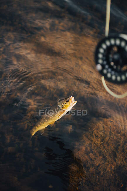 Baited small fish lined to mouth raising up from transparent water — Stock Photo