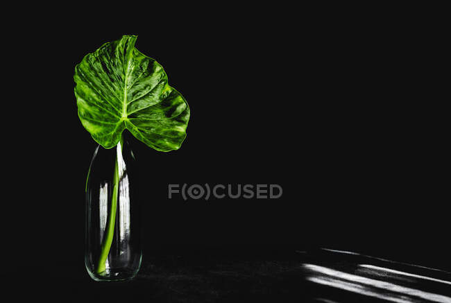 Blatt einer tropischen Pflanze in einer Flasche. Grün, wild, Hintergrund. Tisch und schwarzer Hintergrund — Stockfoto