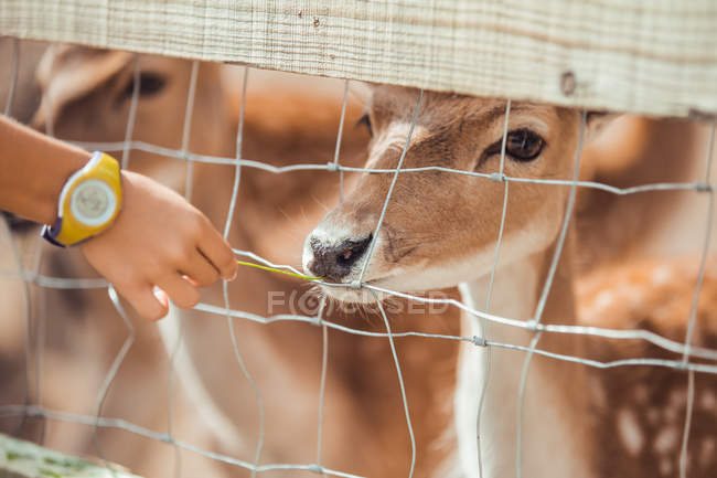 Close-up of hand pulling to deer at cage in zoo — Stock Photo