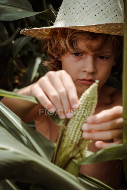 Vista del raccolto del bambino concentrato in cappello di paglia spazzolatura mais fresco — Foto stock