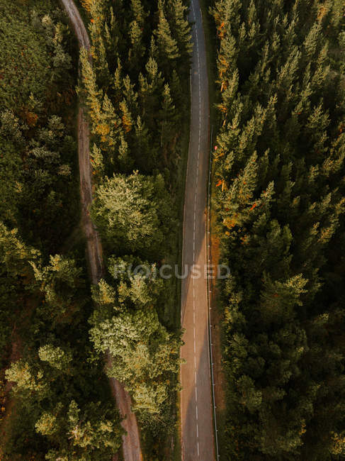 Routes rurales asphaltées dans les bois verts — Photo de stock