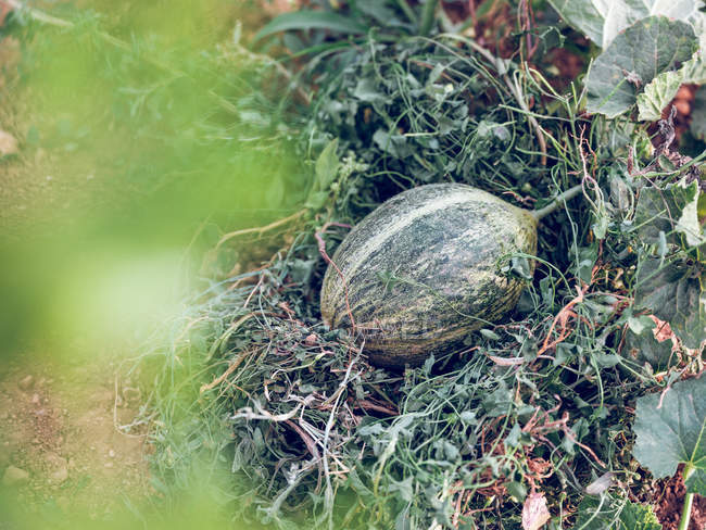 Великий смугастий стиглий кавун, що росте в саду — стокове фото