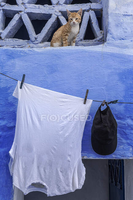 Katze liegt auf Straße von Chaouen, blaue Stadt von Marokko — Stockfoto