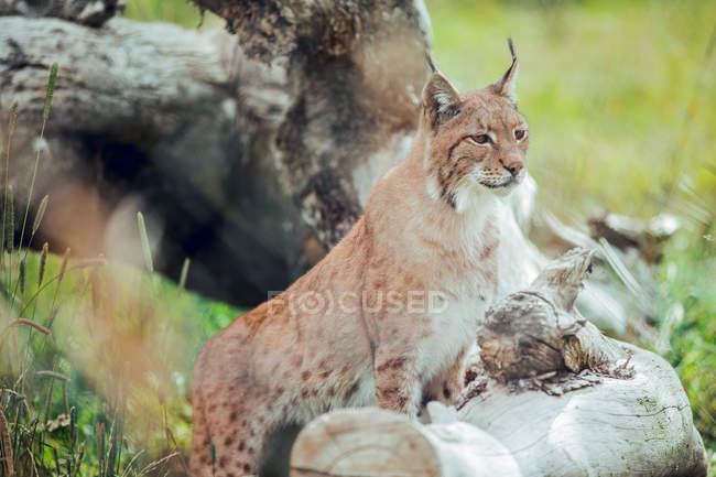 Lince marrom sentado no ramo na reserva natural e olhando para longe — Fotografia de Stock