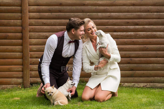 Novia y novio emocionados sentados en el césped verde con muchos de Chihuahua blancos alrededor - foto de stock
