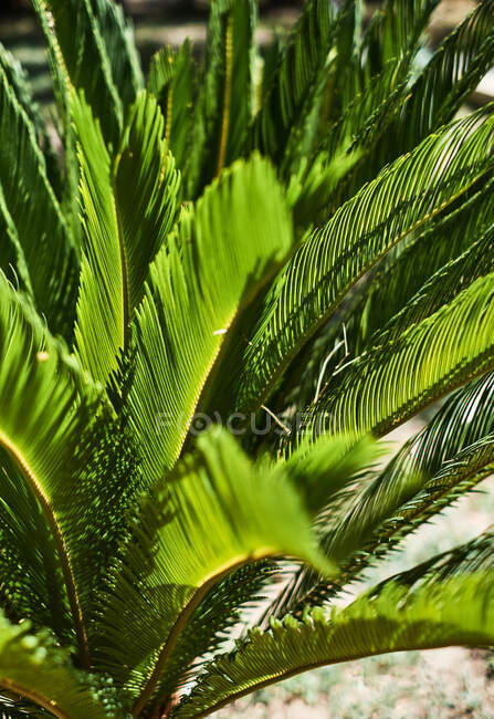 Крупный план пышных зеленых пальмовых листьев при солнечном свете — стоковое фото