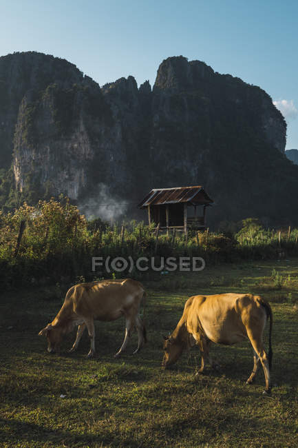 Mucche che pascolano sul prato vicino a una capanna di legno con scogliere sullo sfondo — Foto stock