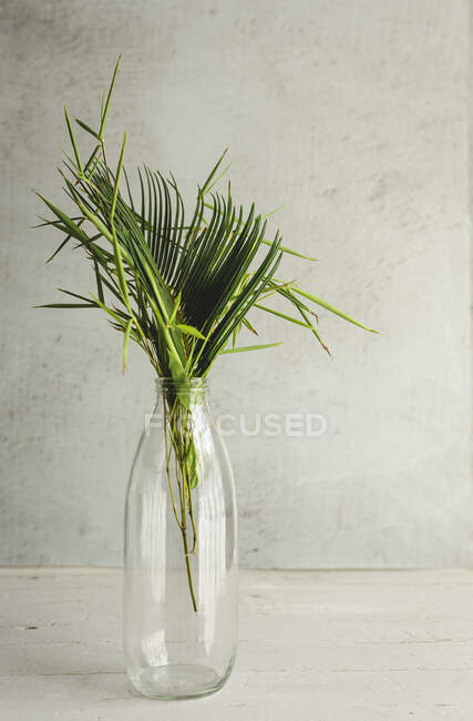 Folha de planta tropical dentro de uma garrafa. Verde, selvagem, fundo — Fotografia de Stock