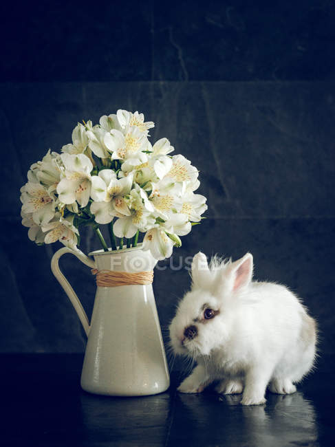 Fluffy rabbit and white flowers in vase on dark background — Stock Photo