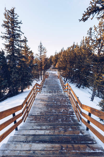 Perspectiva de la escalera de madera que baja entre los árboles de coníferas en la nieve, Canadá - foto de stock