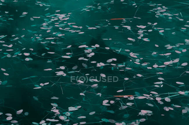 Herbe aquatique flottant dans le lac — Photo de stock