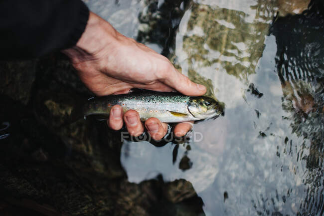 La mano del pescatore con le bagattelle che tengono piccolo pesce agganciato con la lenza forata — Foto stock