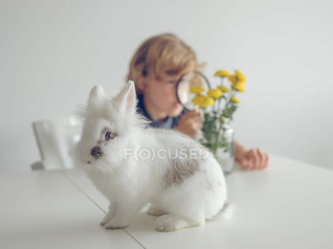 Mignon lapin jouet debout sur la table près de garçon flou regardant les pissenlits à travers la loupe — Photo de stock