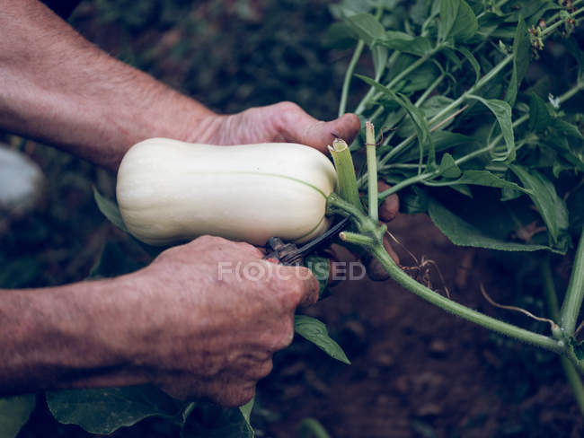 Las manos del agricultor irreconocible cortando calabacín de la planta en el jardín - foto de stock