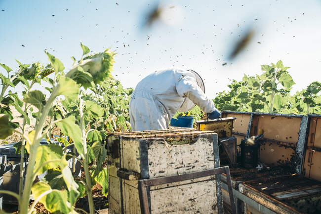 Beekeeper working collect honey — Stock Photo