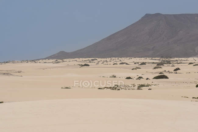 Vegetação em planície arenosa com montanhas em ilhas Canárias — Fotografia de Stock
