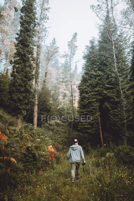 Фотограф, що йде по шляху в зеленому лісі — стокове фото
