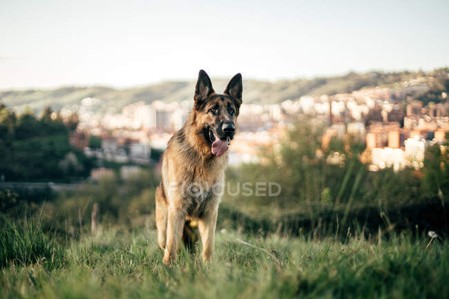 Funny dog standing in field — Stock Photo