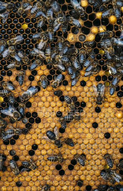 Gros plan de ruissellement d'abeilles domestiques travaillant sur nid d'abeille — Photo de stock