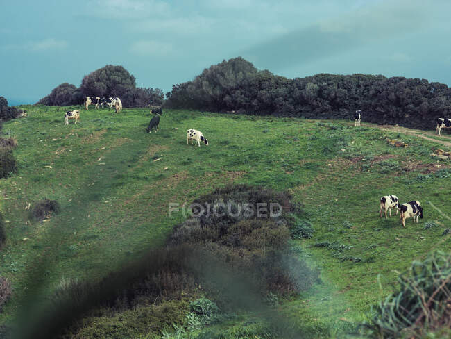 Vacche al pascolo nel campo — Foto stock
