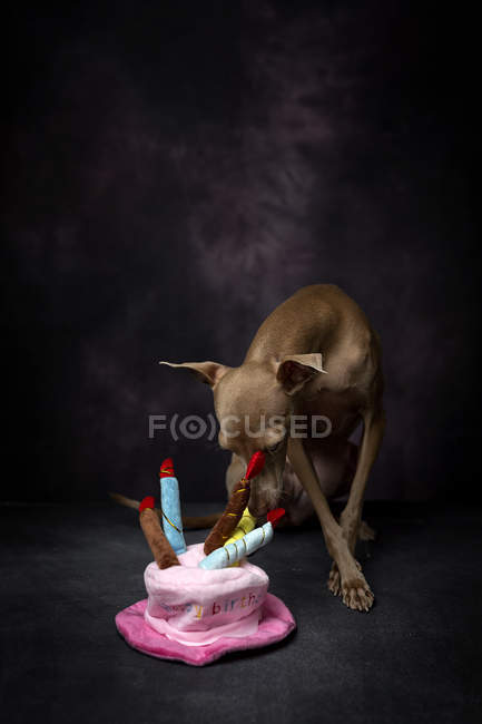 Cute Italian greyhound dog with funny birthday hat on black background — Stock Photo