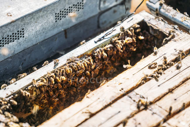Close-up de enxame de abelhas trabalhando na colmeia — Fotografia de Stock