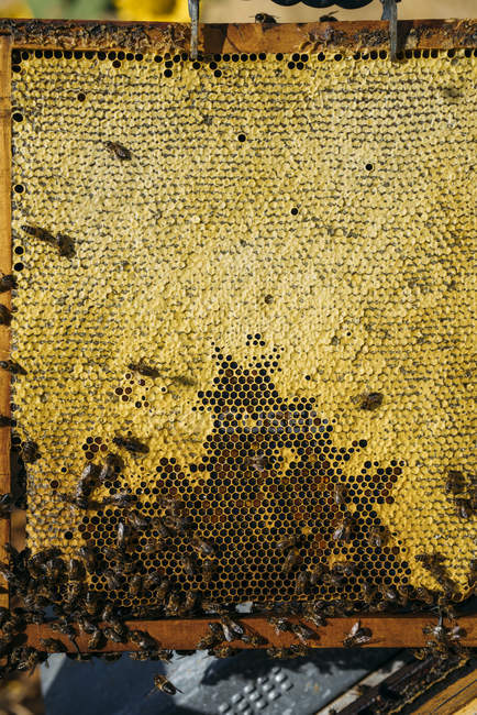 Honigbienenschwarm arbeitet an Wabe — Stockfoto