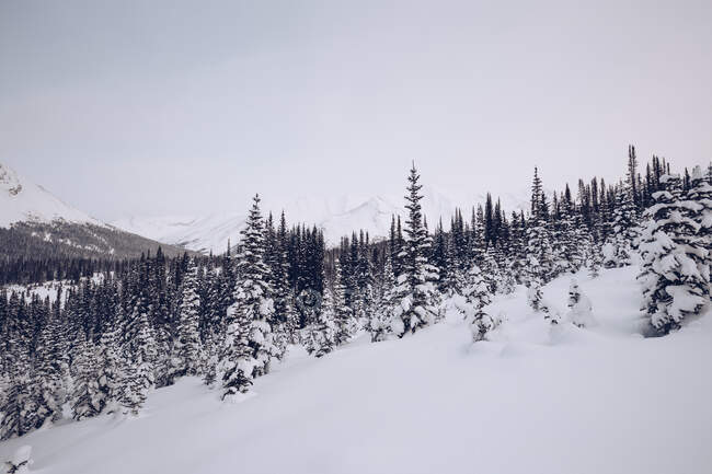Couvert de forêt de neige avec de nombreux arbres avec des montagnes pittoresques et ciel nuageux en arrière-plan — Photo de stock