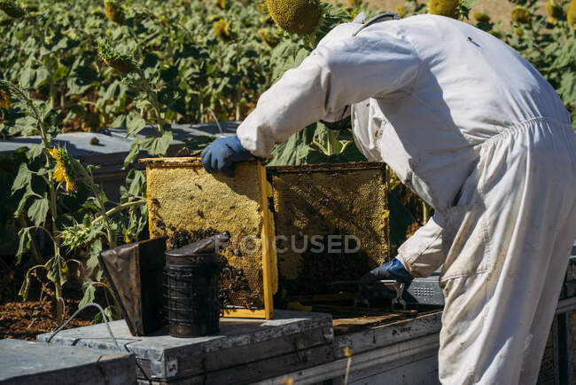 Пасічник збирає мед. — стокове фото