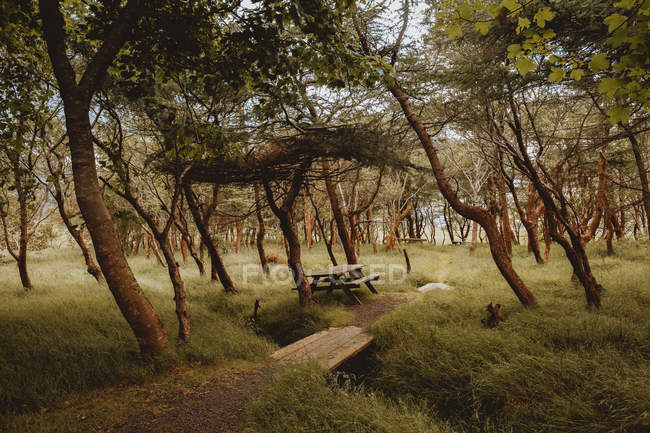 Chemin et table en bois pittoresque dans un parc verdoyant — Photo de stock