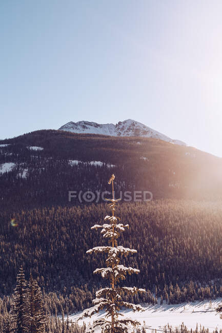 Vista di boschi di conifere tranquilli innevati in terreno con gamma di montagne pittoresche sotto cielo blu — Foto stock