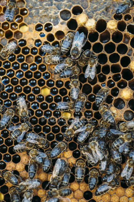 Gros plan d'abeilles domestiques occupées travaillant sur nid d'abeille — Photo de stock