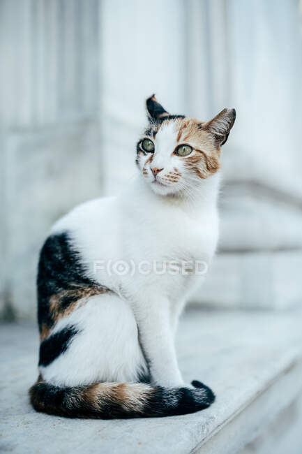 Симпатичная пушистая кошка с зелеными глазами, сидящая на улице и отводящая взгляд — стоковое фото