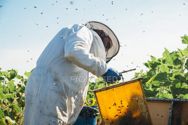 Beekeeper working collect honey — Stock Photo