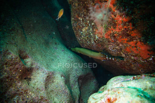 Trompeta de pescado, fuerteventura islas canarias - foto de stock