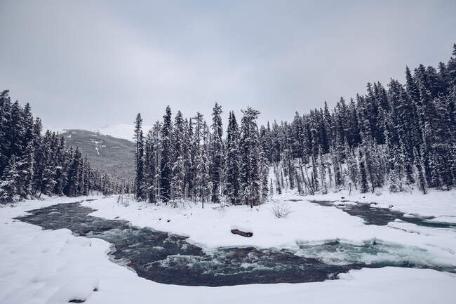 Fluss mit schneebedeckten Ufern, die durch Spalten fließen? im Winterwald mit vielen Tannen im Hintergrund mit Bergen und bewölktem Himmel — Stockfoto