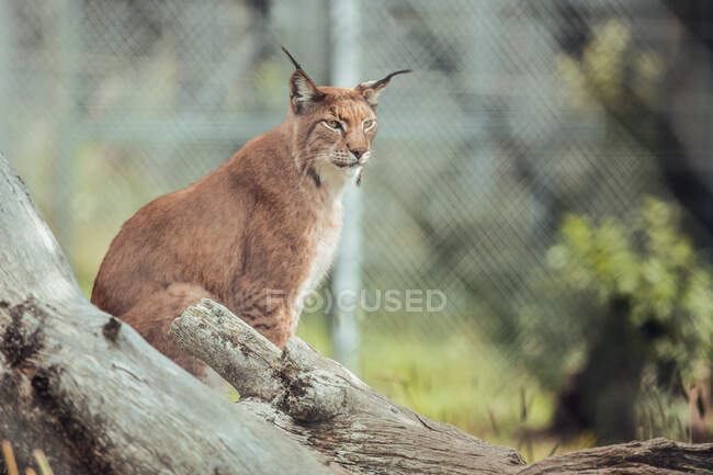 Proud brown lynx sitting on branch in natural reserve — Stock Photo