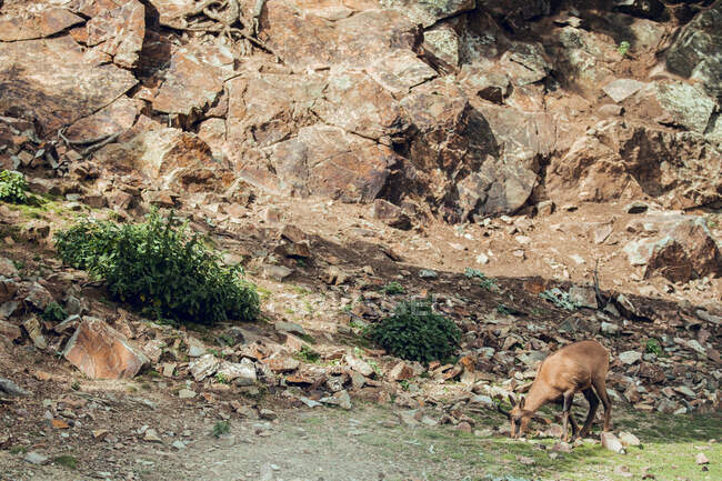 Cervo in piedi sulla collina rocciosa e pascolo nella riserva naturale — Foto stock