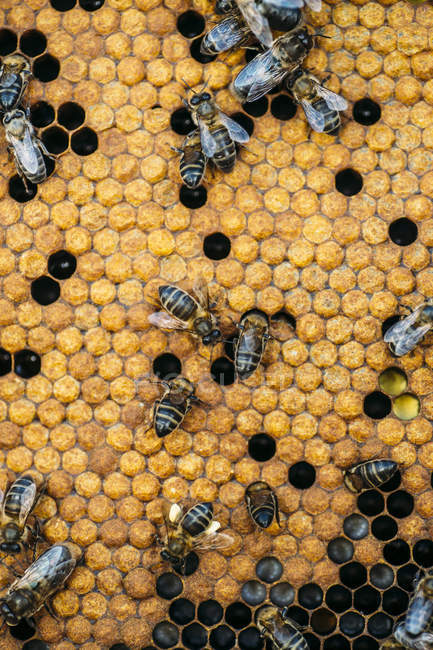 Gros plan d'abeilles domestiques occupées travaillant sur nid d'abeille — Photo de stock